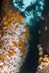 Gully at the Farne isle's in Oct,
Fantastic.
D200,16mm. by Derek Haslam 